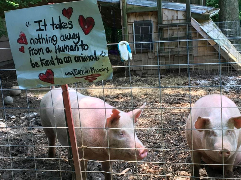 Will ‘Little Beanie Tofu’ and ‘Dolphin’ find their incredible forever home?