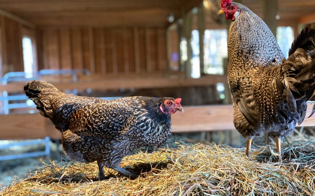 Meet Victor & Ava: Why did the chickens cross the road?