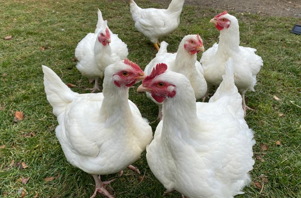 The story of 6 rescued hens
