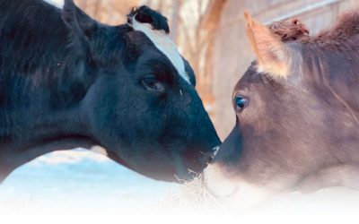 Do We Need Dairy?  The Plight of Farmed Animals.